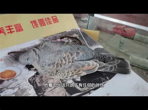 鳥死在門口|【家門口有死鳥】家門口有死鳥恐替人擋災 仍需當心